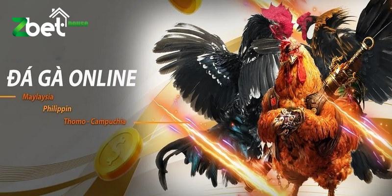 Đá Gà Online - Lưu Ý Quan Trọng Cho Người Mới Bắt Đầu