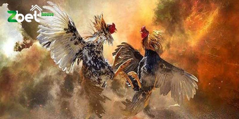 Cân nhắc kỹ lưỡng trước khi quyết định xuống tiền cược đá gà.