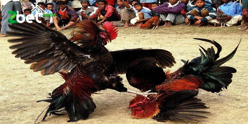 Tìm hiểu thêm đôi nét về giải đấu gà Philippines hot nhất
