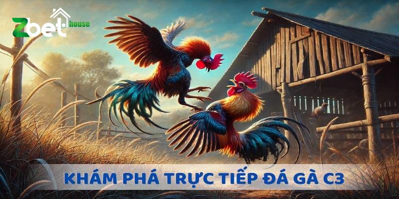 Đá gà trực tiếp C3 Trải nghiệm tuyệt vời cho kê thủ chuyên nghiệp năm 2025