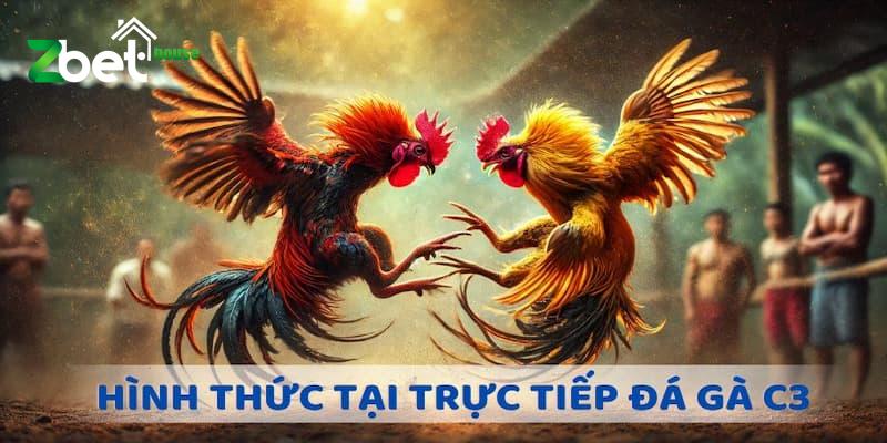 Khám phá các hình thức đá gà trực tiếp C3 phổ biến